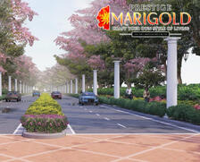 Prestige Marigold